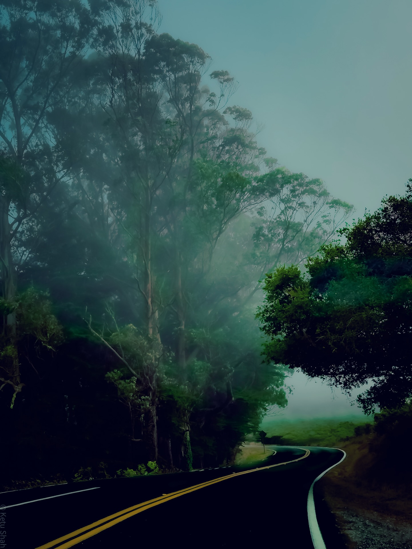 Foggy road winding through trees