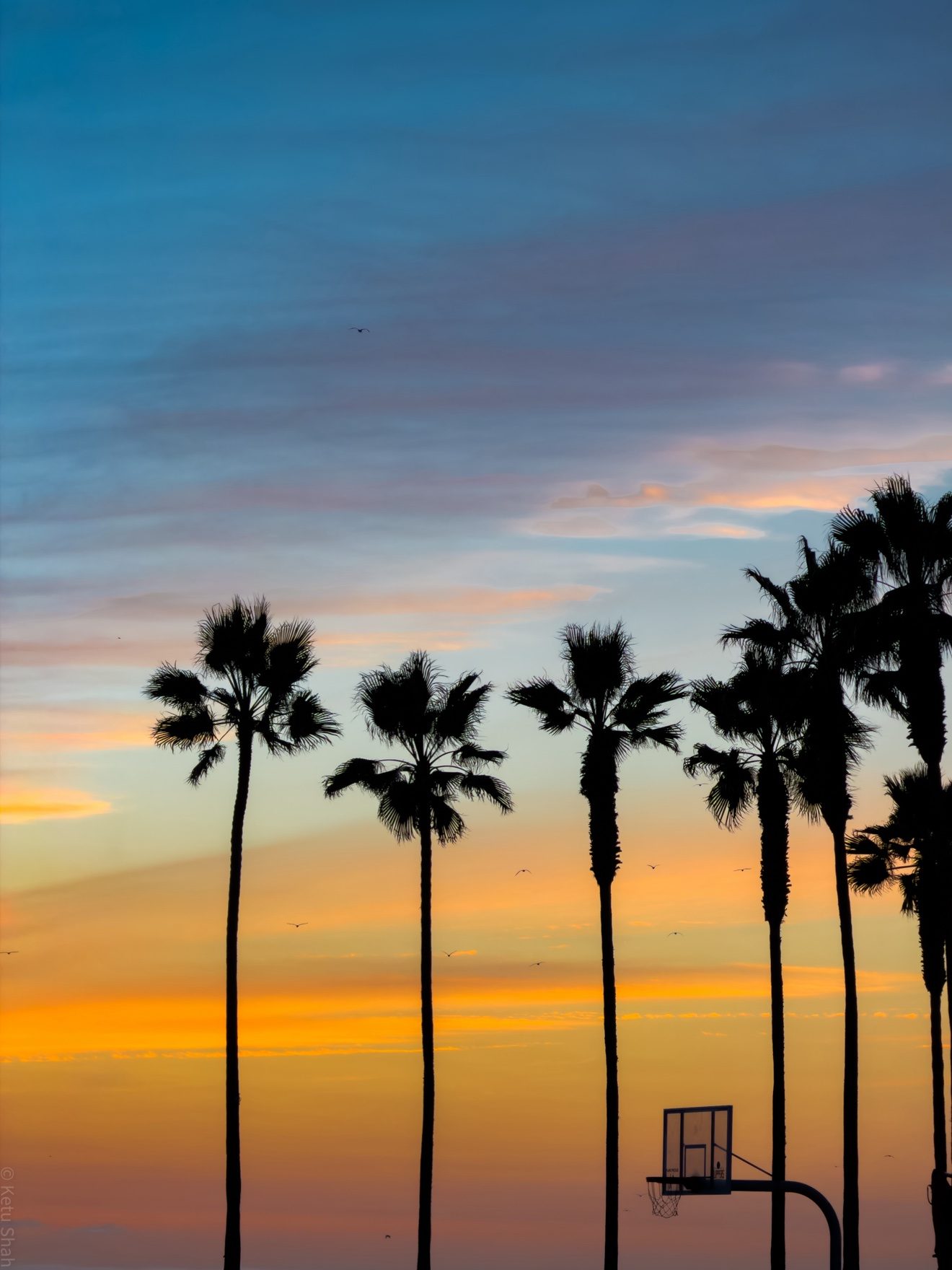 Venice palms